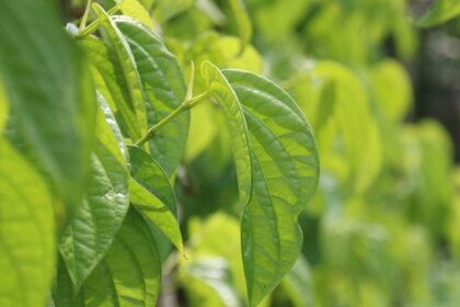 Phong thủy cây trầu không và những điều cần biết