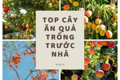 TOP 10 cây ăn quả trồng trước nhà thu hút tài lộc, may mắn