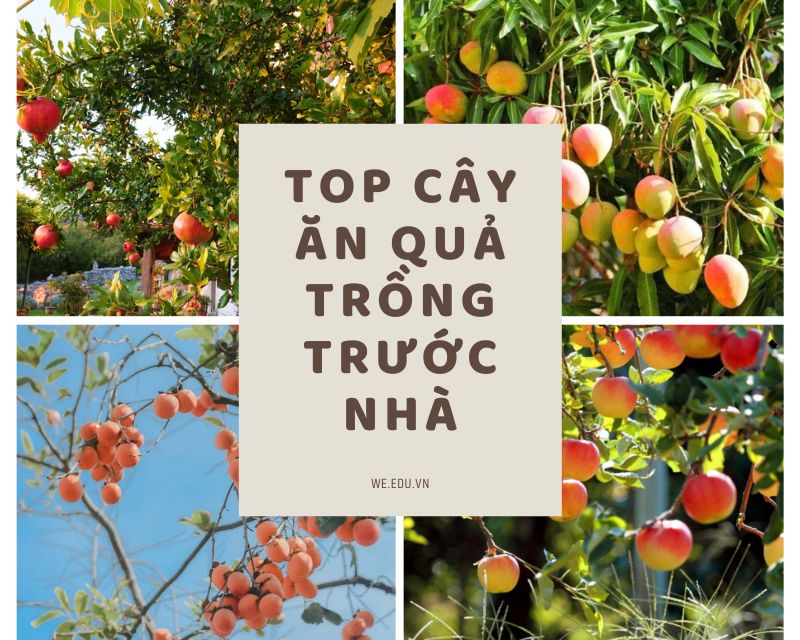 cay-an-qua-trong-truoc-nha