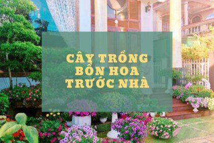 10 Loại cây trồng bồn hoa trước nhà đẹp mê ly, hút tài lộc