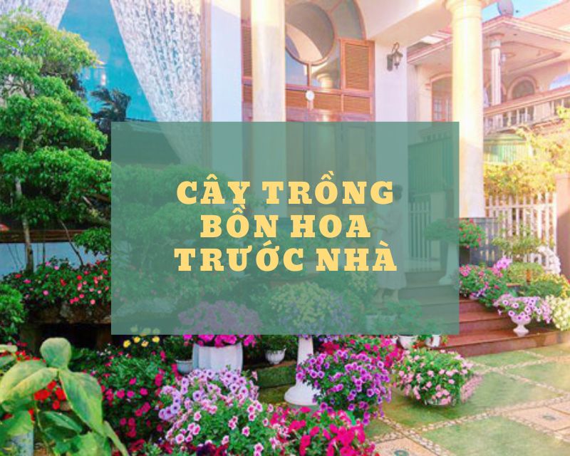 cay-trong-bon-hoa-truoc-nha