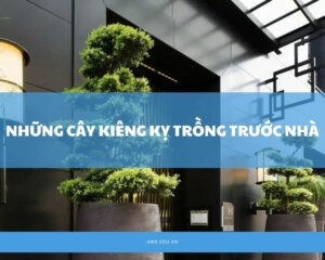 nhung-cay-kieng-ky-trong-truoc-nha-cover