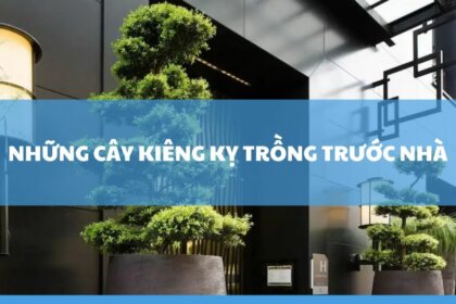 TOP 5+ Những cây kiêng kỵ trồng trước nhà – Bạn đã biết?