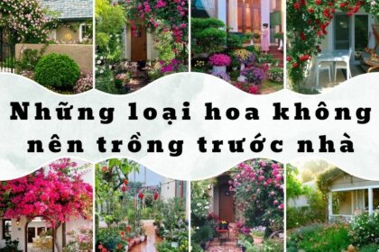 TOP 5+ Những loại hoa không nên trồng trước nhà để tránh vận đen