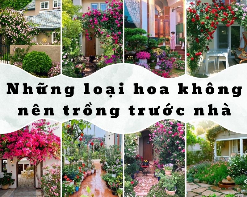 nhung-loai-hoa-khong-nen-trong-truoc-nha