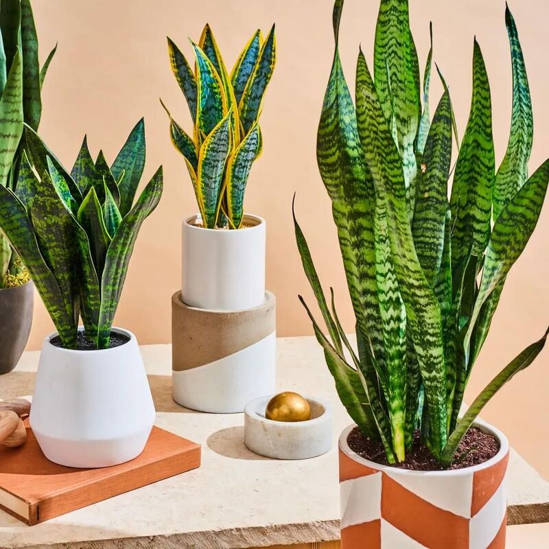 Hóa giải nhà có 2 cửa thông nhau bằng cây xanh