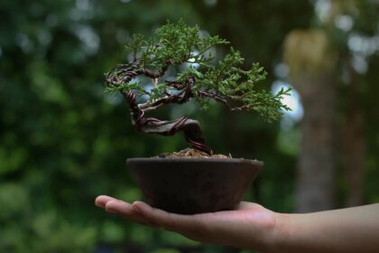 Tổng hợp 72 thế cây cảnh bonsai từ cổ điển đến hiện đại