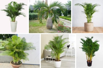 Ý nghĩa phong thủy của cây cau cảnh. Đặt cây ở vị trí nào mang lại phong thủy tốt?