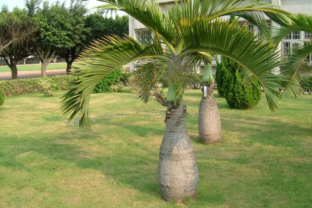 Cây cau Sâm banh
