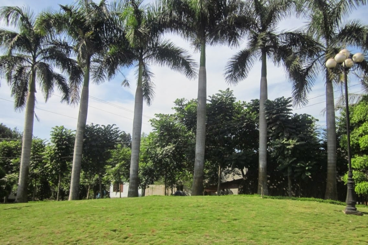 Cây cau Vua