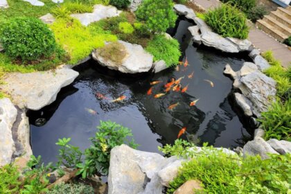 Những bản vẽ thiết kế hồ cá koi đẹp, ấn tượng hiện nay