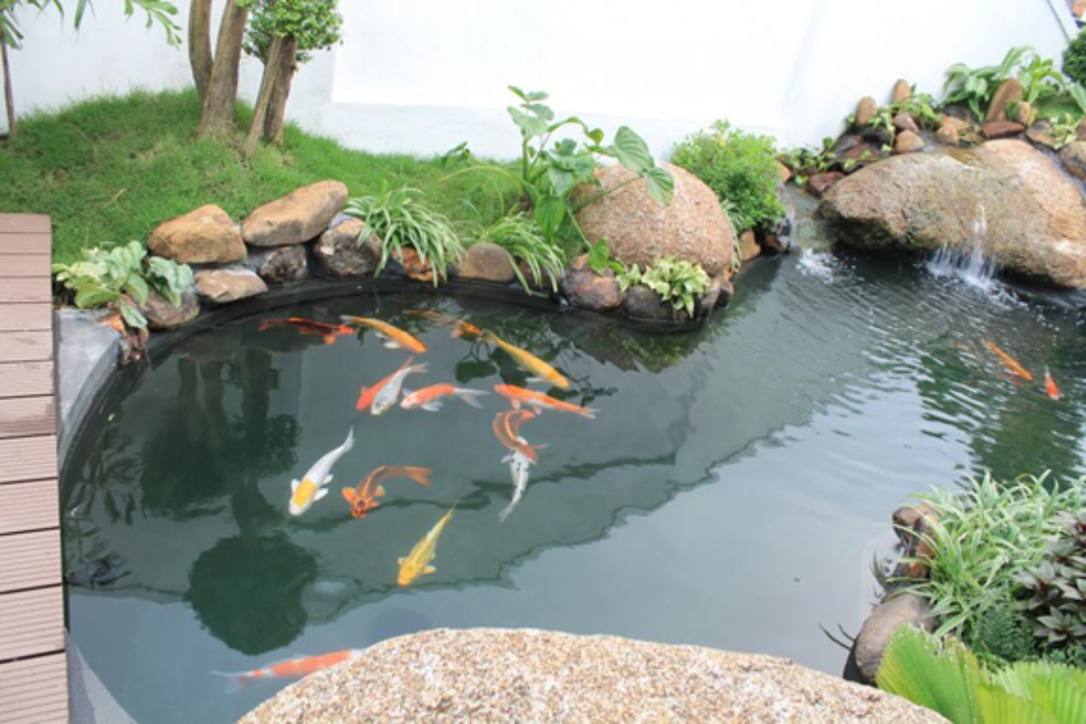 Mẫu thiết kế hồ cá koi đẹp, hiện đại, ấn tượng